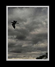 a black bird soaring in the sky thumbnail